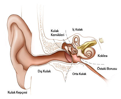 Kulak Anatomisi - Op. Dr. Erkan Aktan