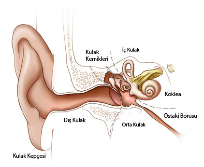 orta kulak iltihabı nasıl geçer evde